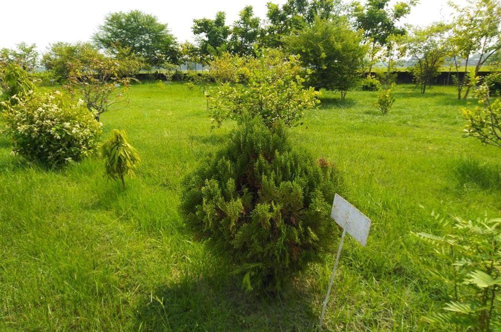 Herbal Garden